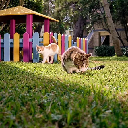 Robinson Pamfilya - 4*